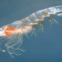 Aceite de Krill
