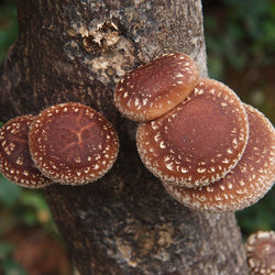Shiitake