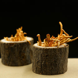 Cordyceps