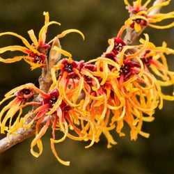 Hamamelis