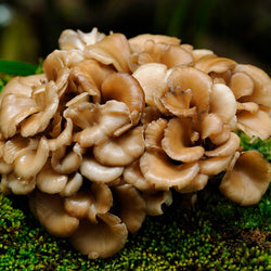 Maitake