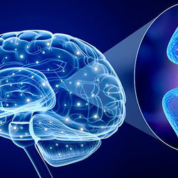Neurotransmisores