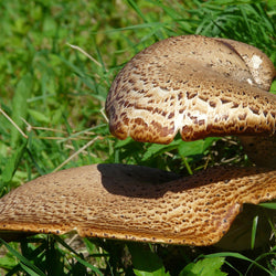 Polyporus