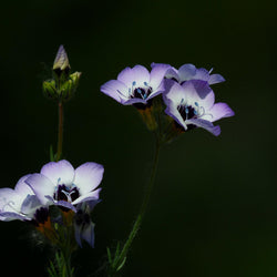 Lavanda