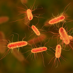 Bacteriana