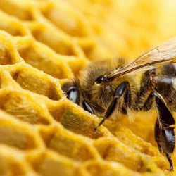 De las abejas