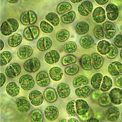 Chlorella