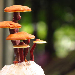 Reishi
