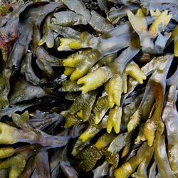 Kelp