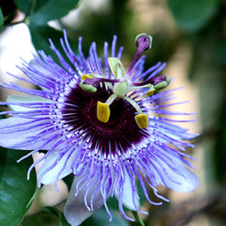 Pasiflora