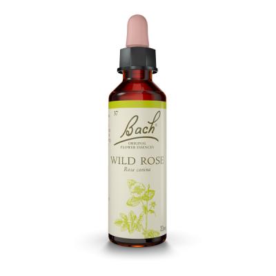Wild Rose (Rosa Silvestre)