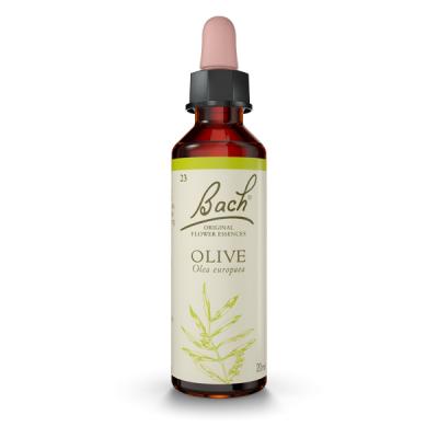 Olive (Olivo)
